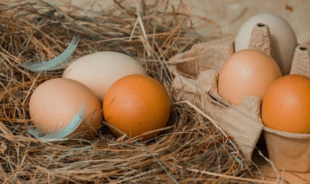 chicken eggs, hay, chicken product, nourishment, food, eggs, bio, naturally, natural product, package, chicken eggs, chicken eggs, chicken eggs, chicken eggs, chicken eggs, eggs