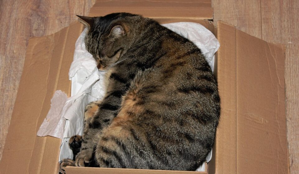 cat, carton, pet, domestic cat, box, animal, relax