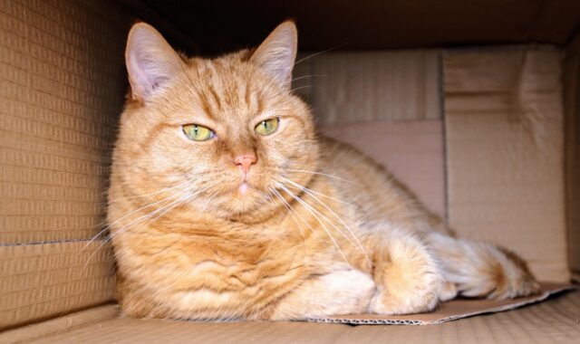 cat, red cat, pet, kitten, animal, house, domestic animal, house cat, mackerel, cardboard box, carton, package