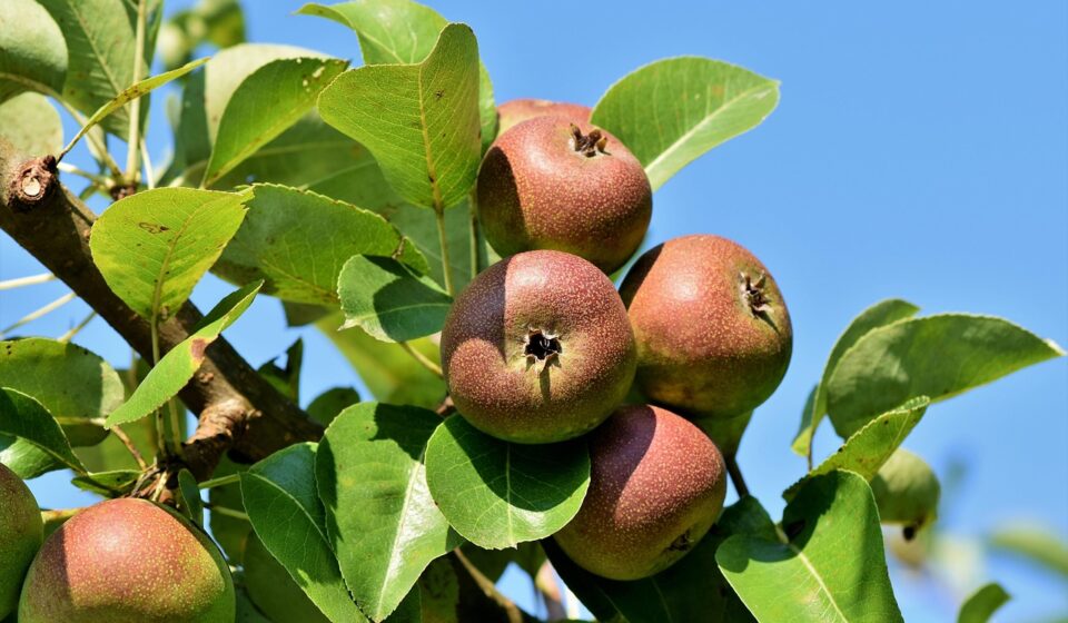 apples, fruits, food, fresh, healthy, ripe, organic, sweet, produce, apple tree, apple orchard, branch, harvest, apple tree, apple tree, apple tree, apple tree, apple tree, apple orchard