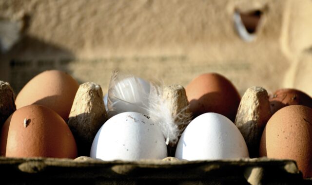 eggs, hen's egg, bio, organic eggs, food, nourishment, eggshell, close up, healthy, natural product, chicken product, brown, egg packaging, egg box, white, feather