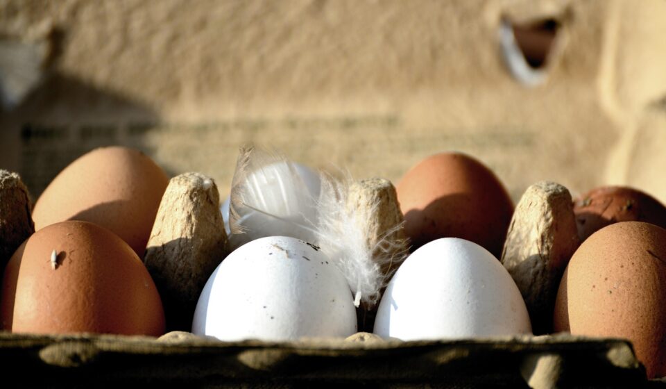 eggs, hen's egg, bio, organic eggs, food, nourishment, eggshell, close up, healthy, natural product, chicken product, brown, egg packaging, egg box, white, feather