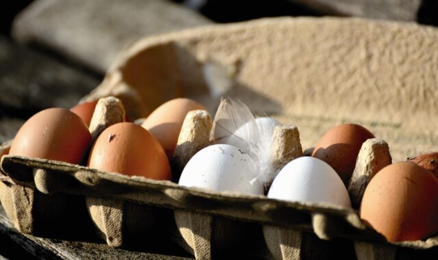 eggs, hen's egg, bio, organic eggs, food, nourishment, eggshell, close up, healthy, natural product, chicken product, brown, egg packaging, egg box, white, feather