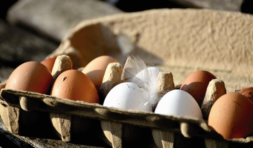 eggs, hen's egg, bio, organic eggs, food, nourishment, eggshell, close up, healthy, natural product, chicken product, brown, egg packaging, egg box, white, feather
