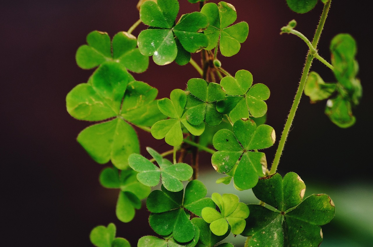 a four leaf clover, sustainability, green, nyc, natural, landscape