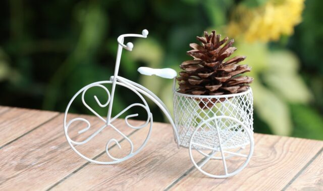 bike-friendly, two pine, pine cones with the bike, property bike, pine cones and bicycles, bicycles, two pine cones, product packaging