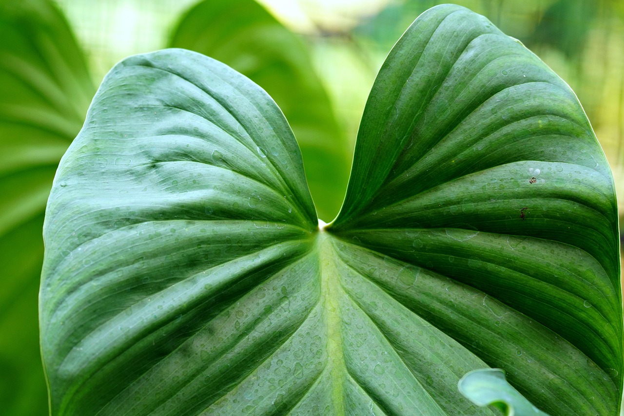 leaves, nature, plant, green, texture