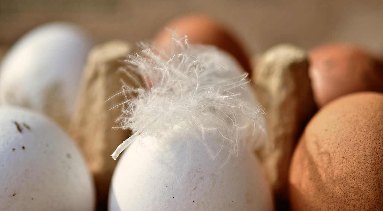 eggs, hen's egg, bio, organic eggs, food, nourishment, eggshell, close up, healthy, natural product, chicken product, brown, egg packaging, egg box, white, feather