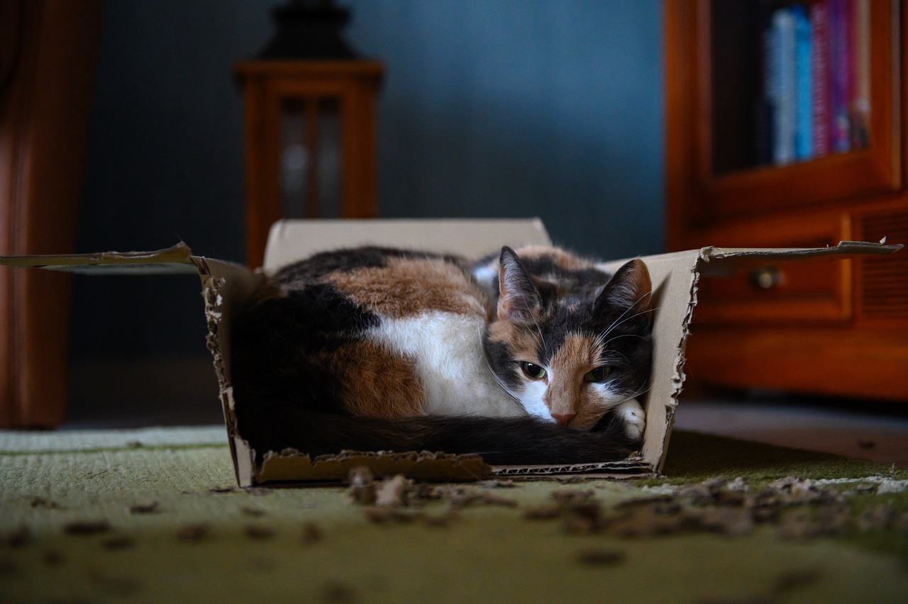animal, pet, cat, nature, carton, domestic animal, puss, cat face, box, cuddle place