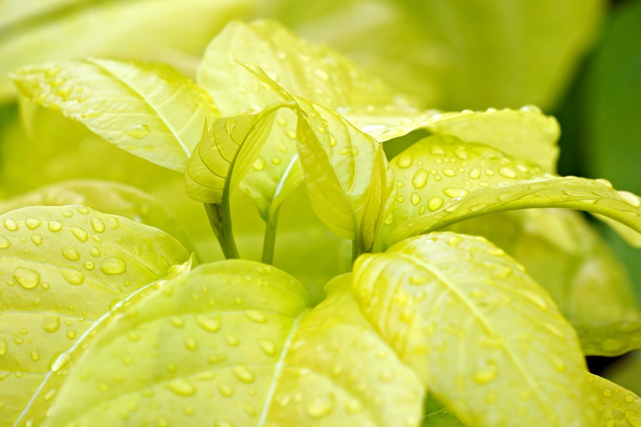 yellow leaves, raindrop, flora, plant, botany, nature