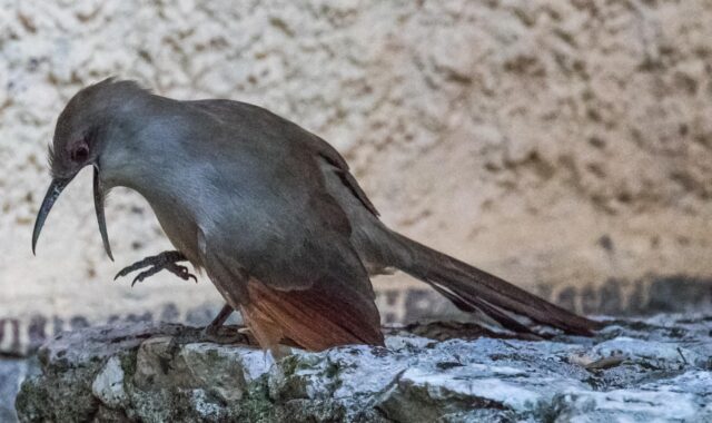 cuba, artemisa, arriero, bird, birding, nature, 12-12-18