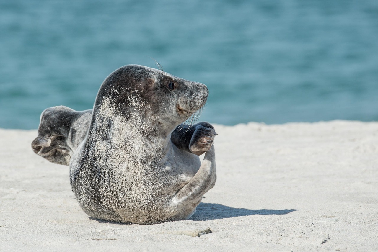 gray seal, seals, animal, sea animal, halichoerus grypus, helgoland, nature, dune, beach, sand, sea creatures, sea island, lie, sea, water, north sea