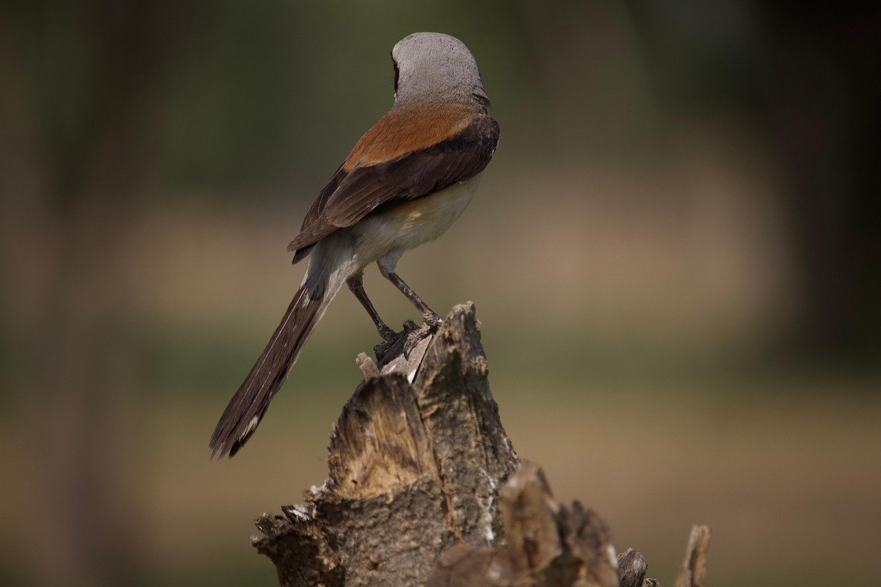 bird, perched, beak, feathers, plumage, shrink, colorful, nature