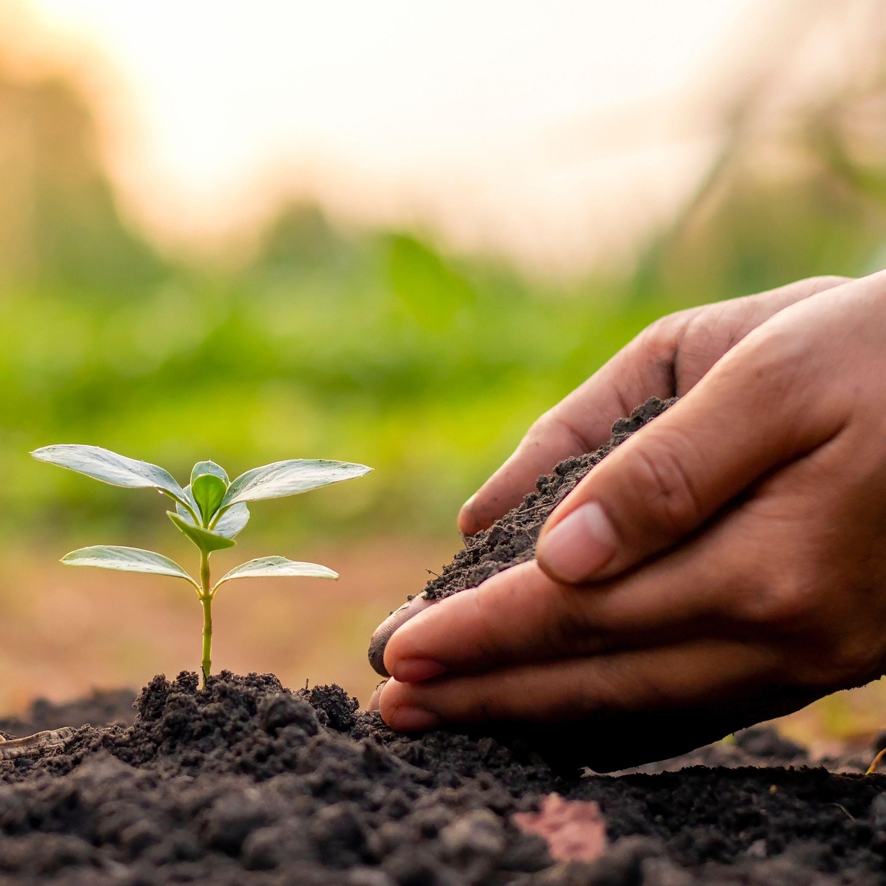 soil, seed, seedling, plant, growth, nature, soil, soil, soil, soil, soil