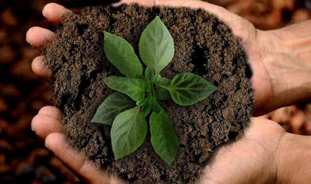 earth, sprout, leaf, sustainability, nature, plant, leaves, shoots, green, growth, grow, hands, keep, caution, maintain, flora, photomontage, composing, composition, sustainability, sustainability, sustainability, sustainability, sustainability