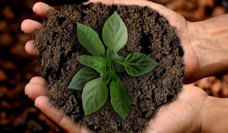 earth, sprout, leaf, sustainability, nature, plant, leaves, shoots, green, growth, grow, hands, keep, caution, maintain, flora, photomontage, composing, composition, sustainability, sustainability, sustainability, sustainability, sustainability