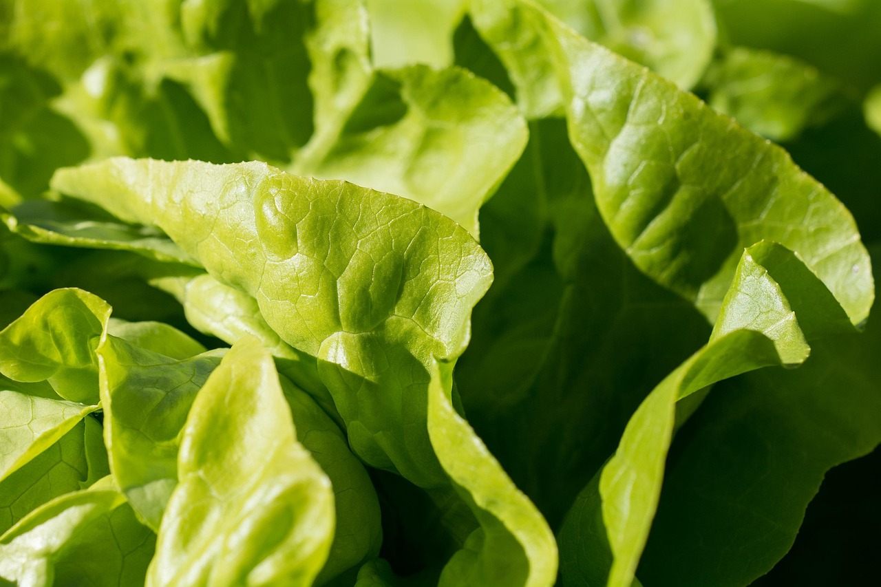 green, lettuce leaves, garden, foliage, vegetables, harvest, produce, organic, fresh, food, food photography, close up, eat, healthy, nature, lettuce, vegetarian, raw food