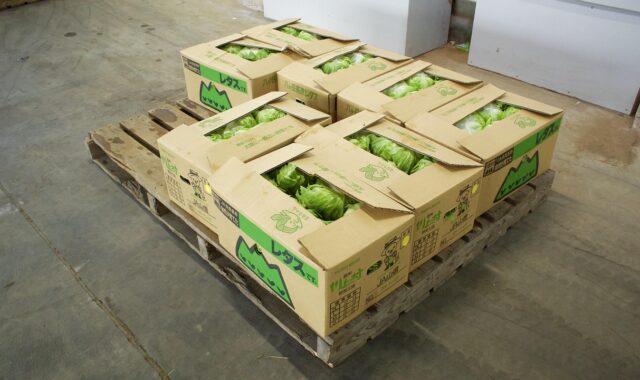 lettuce, field, village