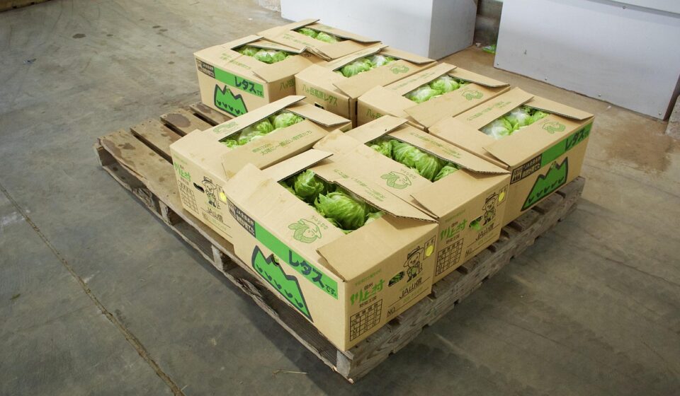 lettuce, field, village