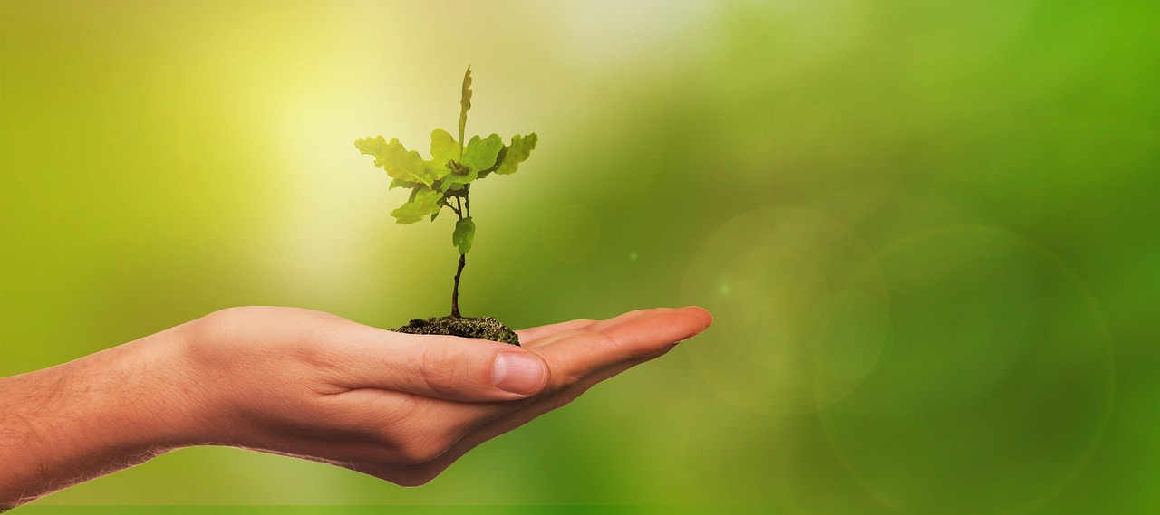leaf, tree, young, sapling, oak, nature, growth, plant, environment, hand, composing, sapling, sapling, sapling, sapling, sapling, environment