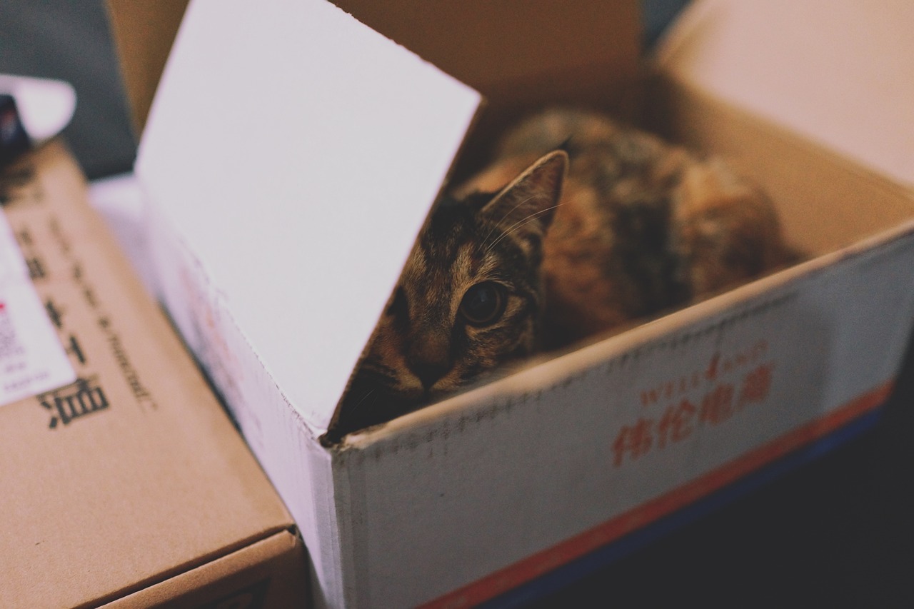 animal, nature, cat, pet, carton
