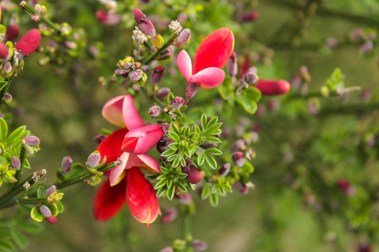 cytisus scoparius, flower wallpaper, broom, easter, green, spring, plants, texture, template, flower background, leaves, beautiful flowers, nature, ecology, environmentally friendly, flower, garden, macro, bloom, beautiful, yellow, red